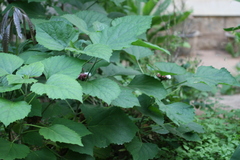 Clerodendrum philippinum